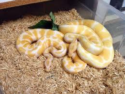 Paar Albino Python Schlange