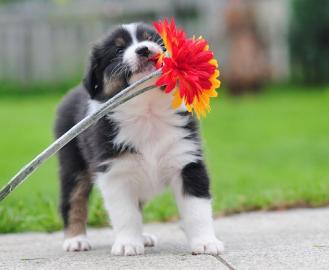Wundersch�ne Australian Shepherd Welpen