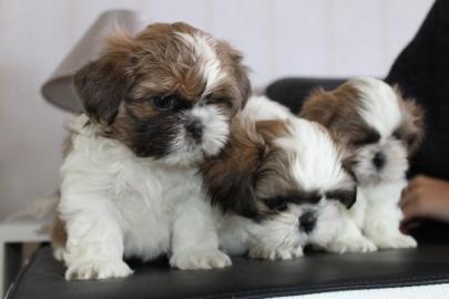Wundersch�ne Shih Tzu Welpen mit Papiere