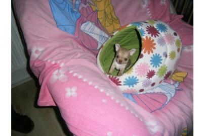Chihuahua Welpen mit Stammbaum lh und kh
