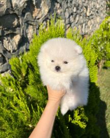 🐾 Zwergspitz-Welpen (Pomeranian) 
