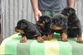 Zuckers??en Rottweiler Welpen