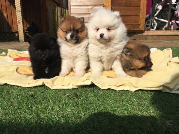Pomeranian/Zwergspitzwelpen . 