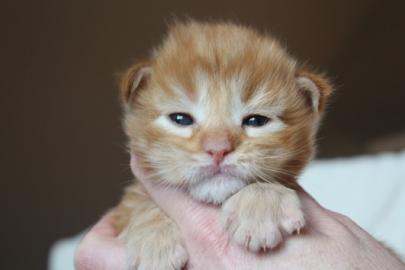Reinrassige Maine Coon Kitten mit . . . 