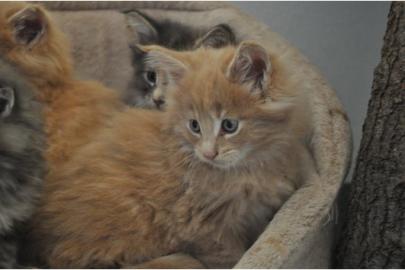 Reinrassige Maine Coon Kitten mit . . . 