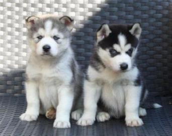 Siberian Husky Welpen mit papieren whats