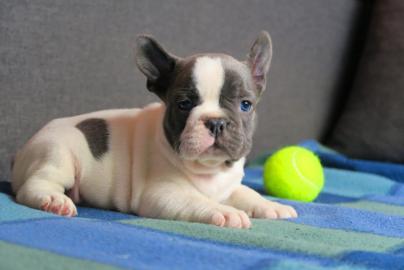 Qualit?t  Franz?sische Bulldoggen Welpen