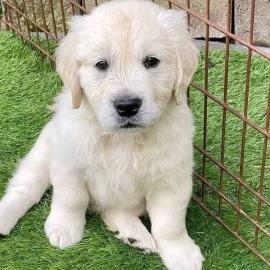 Golden Retriever Welpen zur Adoption Wha