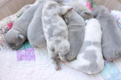 Reinrassige englische Bulldoggenwelpen