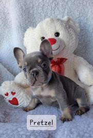 Franz?sische Bulldoggenwelpen
