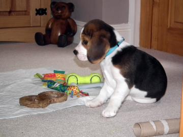 Beagle Welpen Tricolor mit Papieren