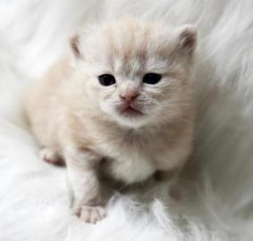 Britisch Kurzhaar Katzenbabys
