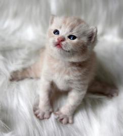 Britisch Kurzhaar Katzenbabys