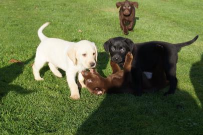 Bildsch�ne Weihnachten Labradorwelpen