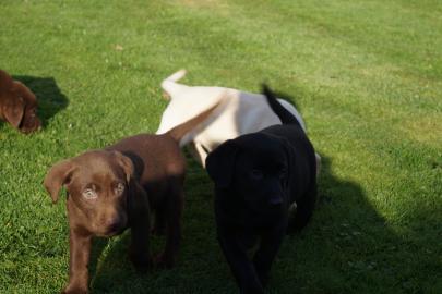 Bildsch�ne Weihnachten Labradorwelpen