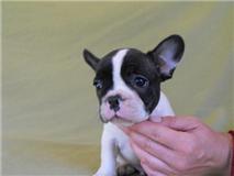 Franz�sische Bulldoggen Welpen 8 Wochen