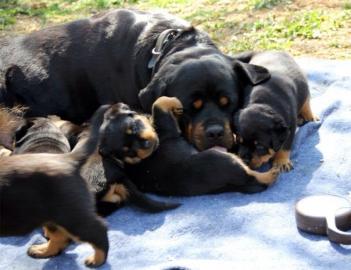 Wundersch�ne Rottweiler welpen ( 200EUR)