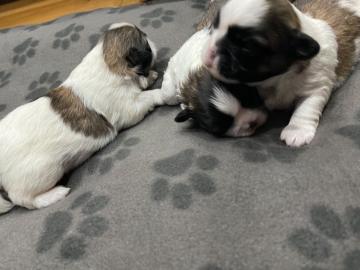 Shih Tzu Welpen