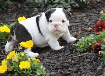 Englische Bulldogge Welpen mit Stammbaum