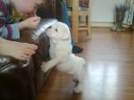 English Bulldog