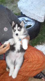 Huskyweibchen