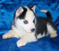 Siberian-Husky-Welpen