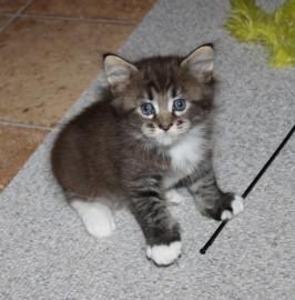 Super s��e Maine Coon K�tzchen