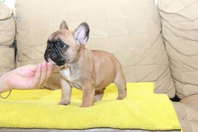 Reinrassige franz?sisch Bulldogge