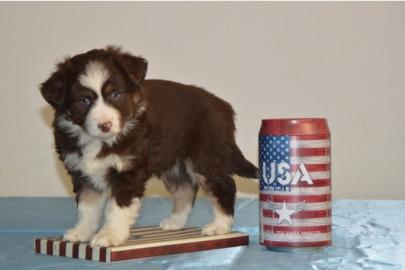 Australian-Sheperd zu verkaufen