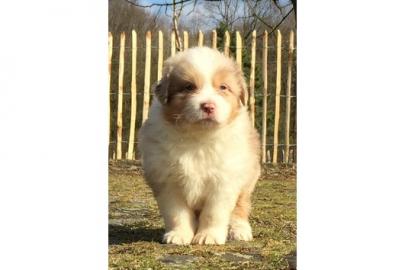 Australian-Sheperd zu verkaufen