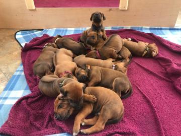 Wundersch?ner Wurf Rhodesian Ridgeback W