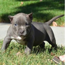 American Pit Bull Terrier Welpen