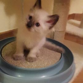 M�nnlich und weiblich Ragdoll K�tzchen