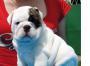 Englische Bulldogge