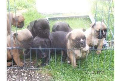 Reinrassige Franz.   Bulldoggen Welpen