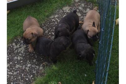 Reinrassige Franz.   Bulldoggen Welpen