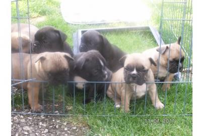 Reinrassige Franz.   Bulldoggen Welpen