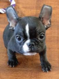 Franz�sische Bulldogge m�nnlich und weib