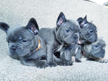 Reinrassiger Franz�sische Bulldoggen wel