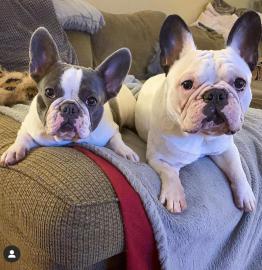 Reinrassiger Franz�sische Bulldoggen wel