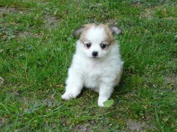 s�sse Reinrassige LH/KH Chihuahua