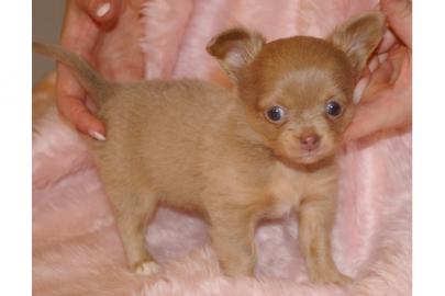 s�sse Reinrassige LH/KH Chihuahua