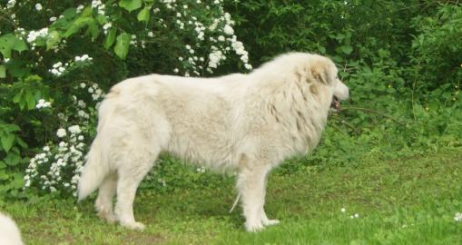 Pyrenean berghund - Welpen