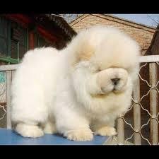 Reinrassige Chow chow-Welpen