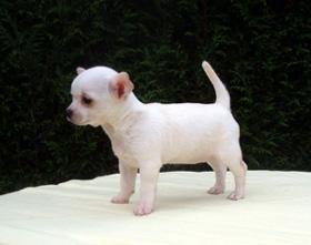 Sch�n Reinrassige chihuahua Welpen