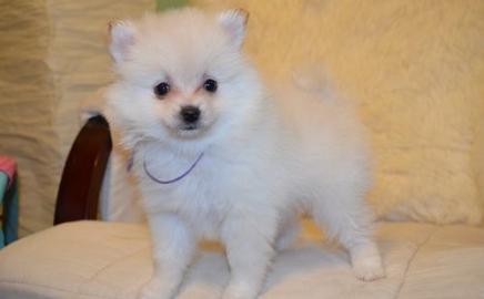 Reinrassige Zwergspitz / Pomeranian  Wel