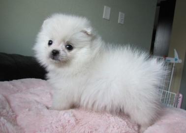 Reinrassige Zwergspitz / Pomeranian  Wel