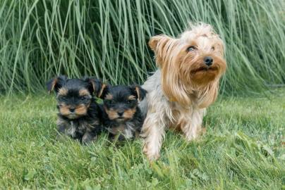 Yorkshire Terrier Welpen WhatsApp Numme