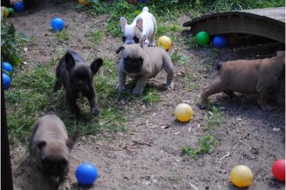 Franz�sische Bulldoggen Welpen 10 Wochen