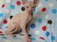 Sch�ne Sphynx K�tzchen